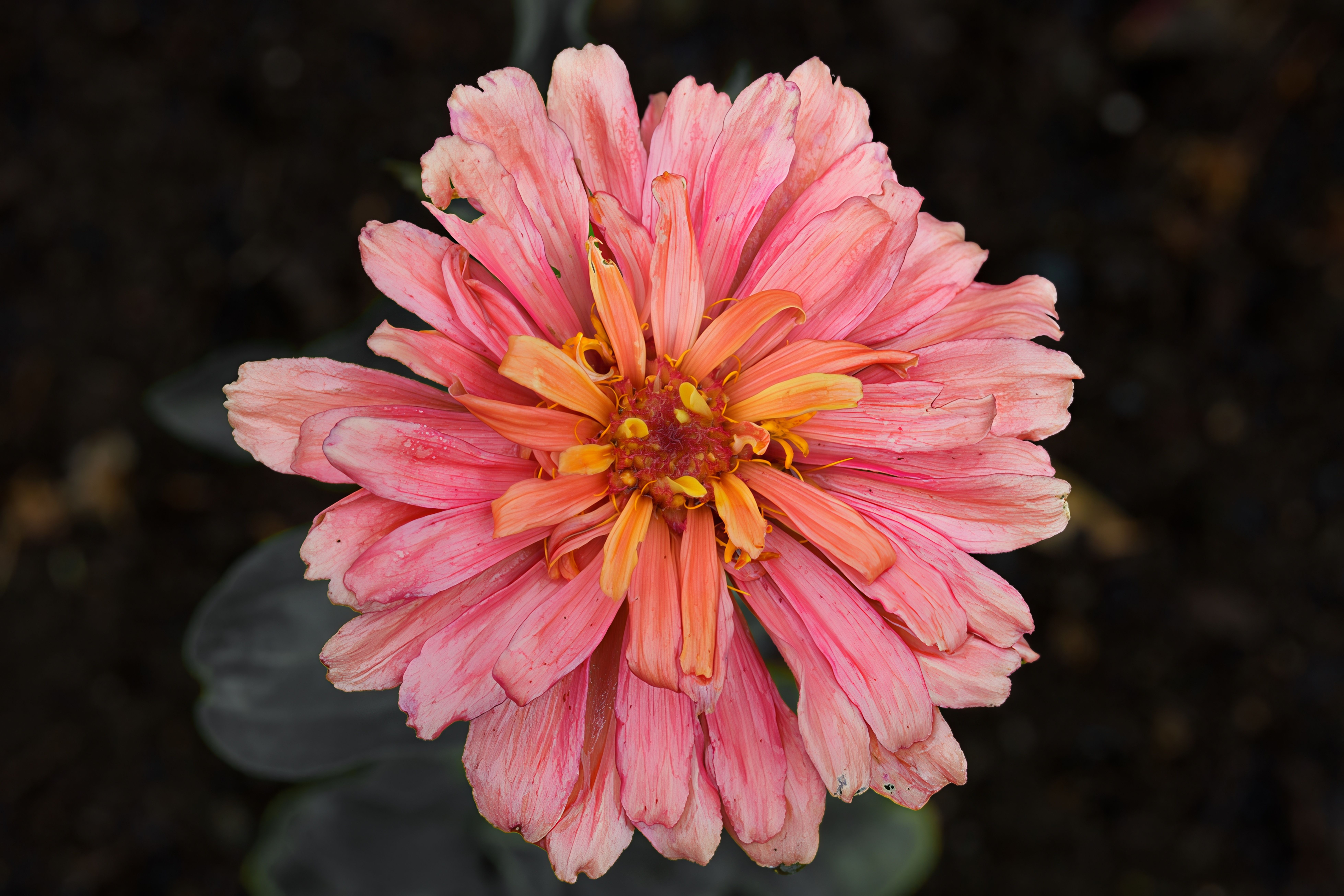Stunning Pink Zinnia Bloom in Springtime · Free Stock Photo