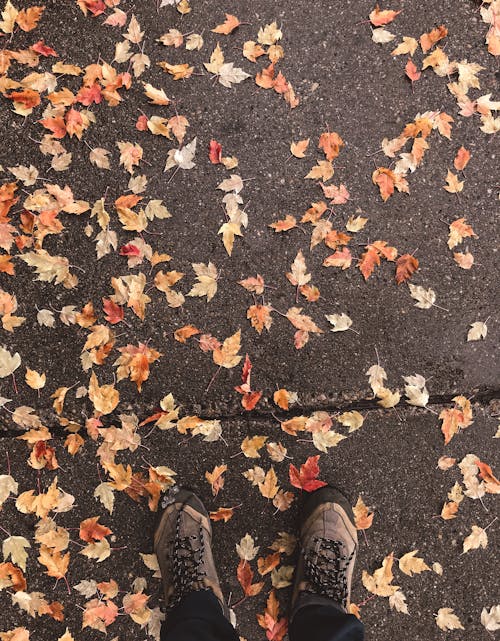 Fotobanka s bezplatnými fotkami na tému dno, jeseň, noha