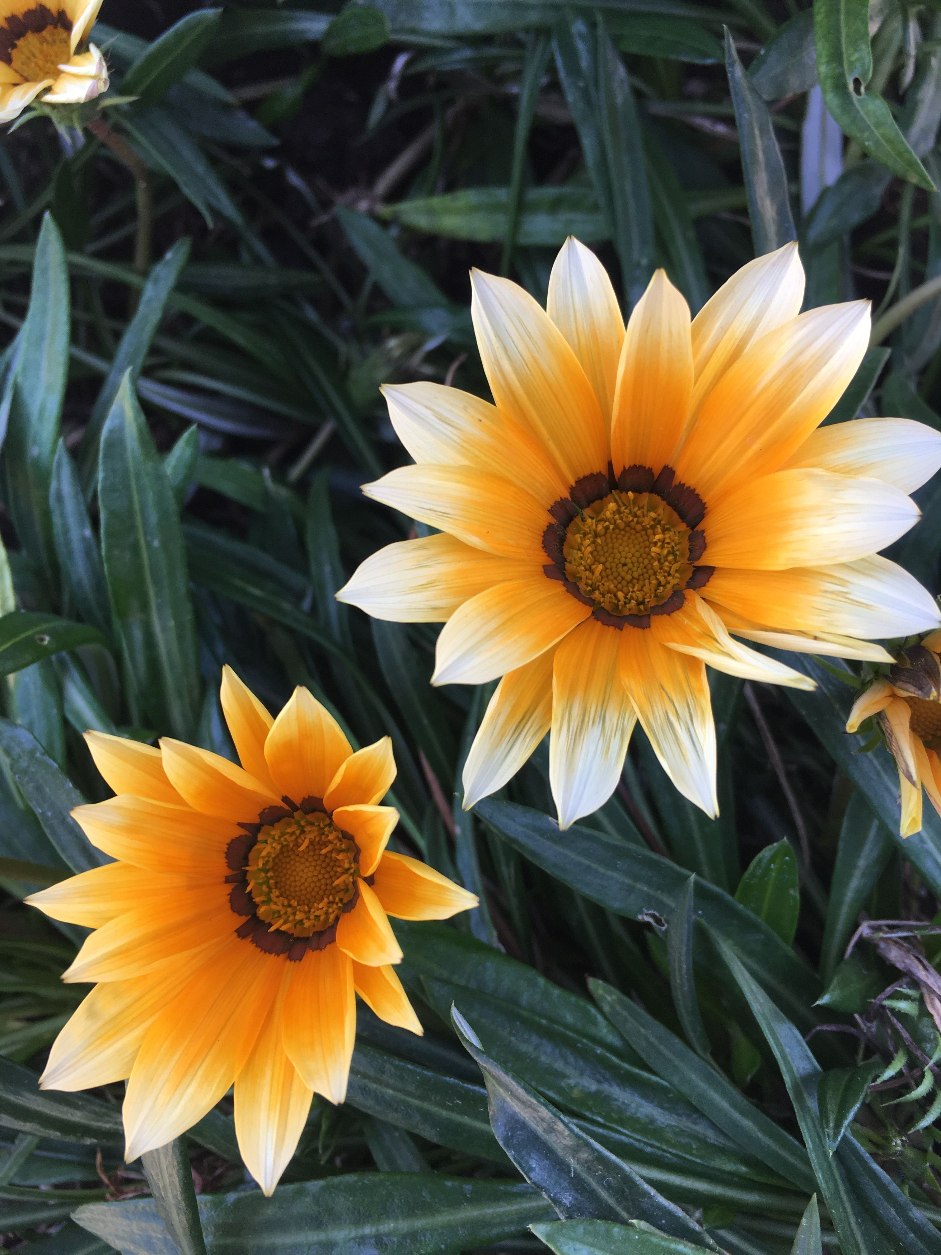 [ColoSach]-close-up-of-two-vibrant-yellow-gazania-flowers-with-lush-green-leaves,-captured-outdoors.