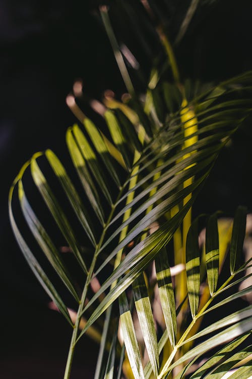 Bright green colored tropical plant branch illuminated with calm rays of sunlight indoors
