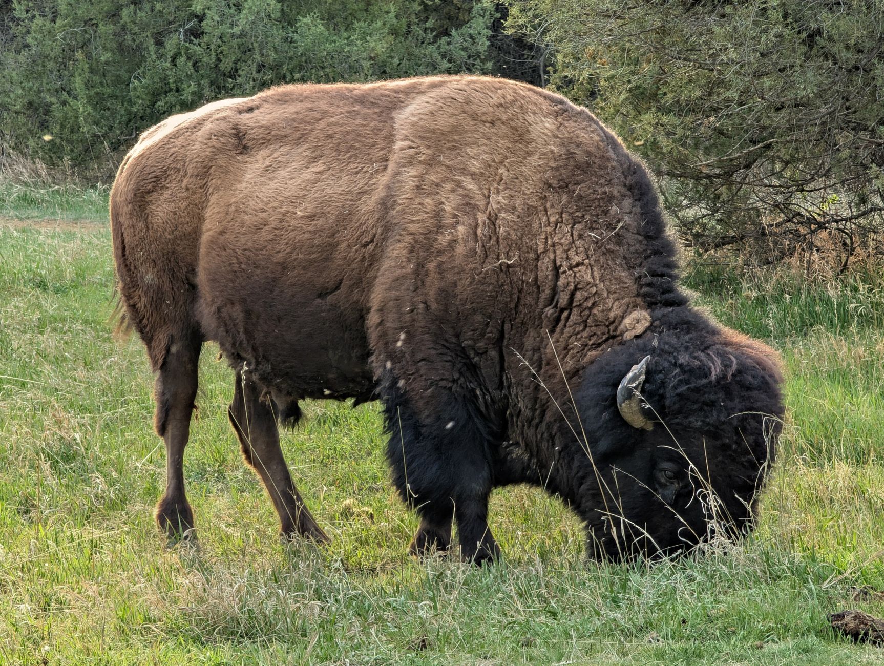 Yellowstone Bison Attack on Grandfather Sparks Safety Concerns for Outdoor Tourism and Related Investments