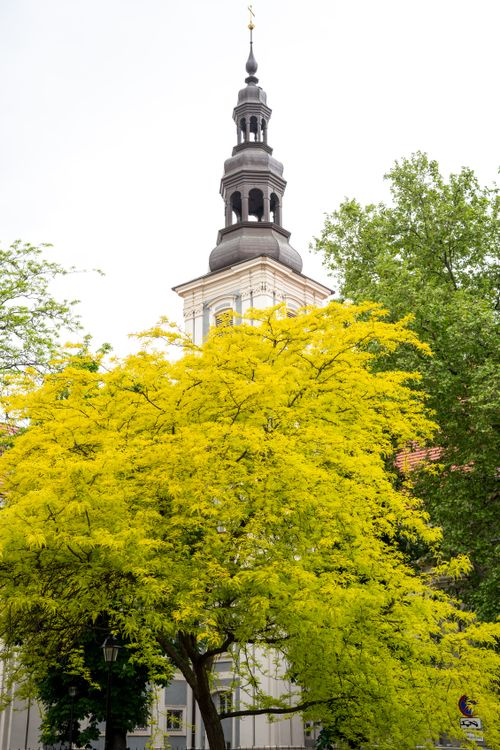 Free A striking yellow tree contrasts against a historic church tower in Breslau, Poland. Stock Photo