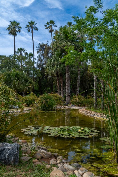 Free Peaceful tropical scenery with palm trees and a tranquil pond. Stock Photo