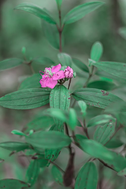 Immagine gratuita di bangladesh, naturale