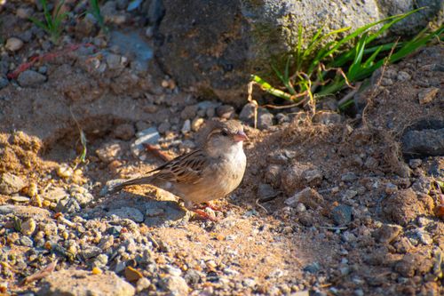 Free Close-up of a house sparrow perched on rocky terrain in natural habitat, sunlit setting. Stock Photo