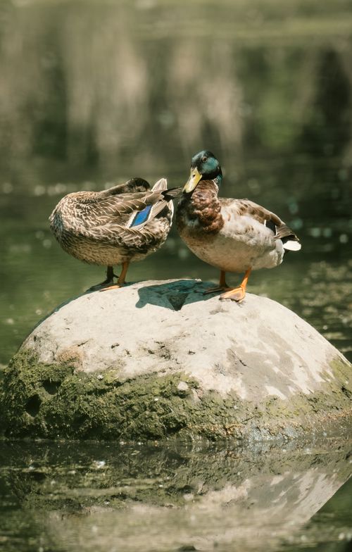 Free Two mallard ducks on a rock in a tranquil pond setting, reflecting nature's serenity. Stock Photo