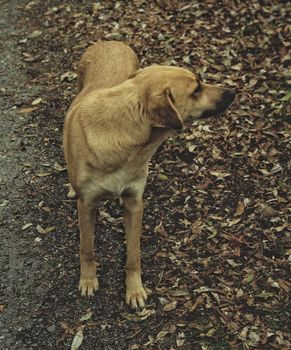 A golden dog stands on a leaf-covered path during autumn, looking sideways.