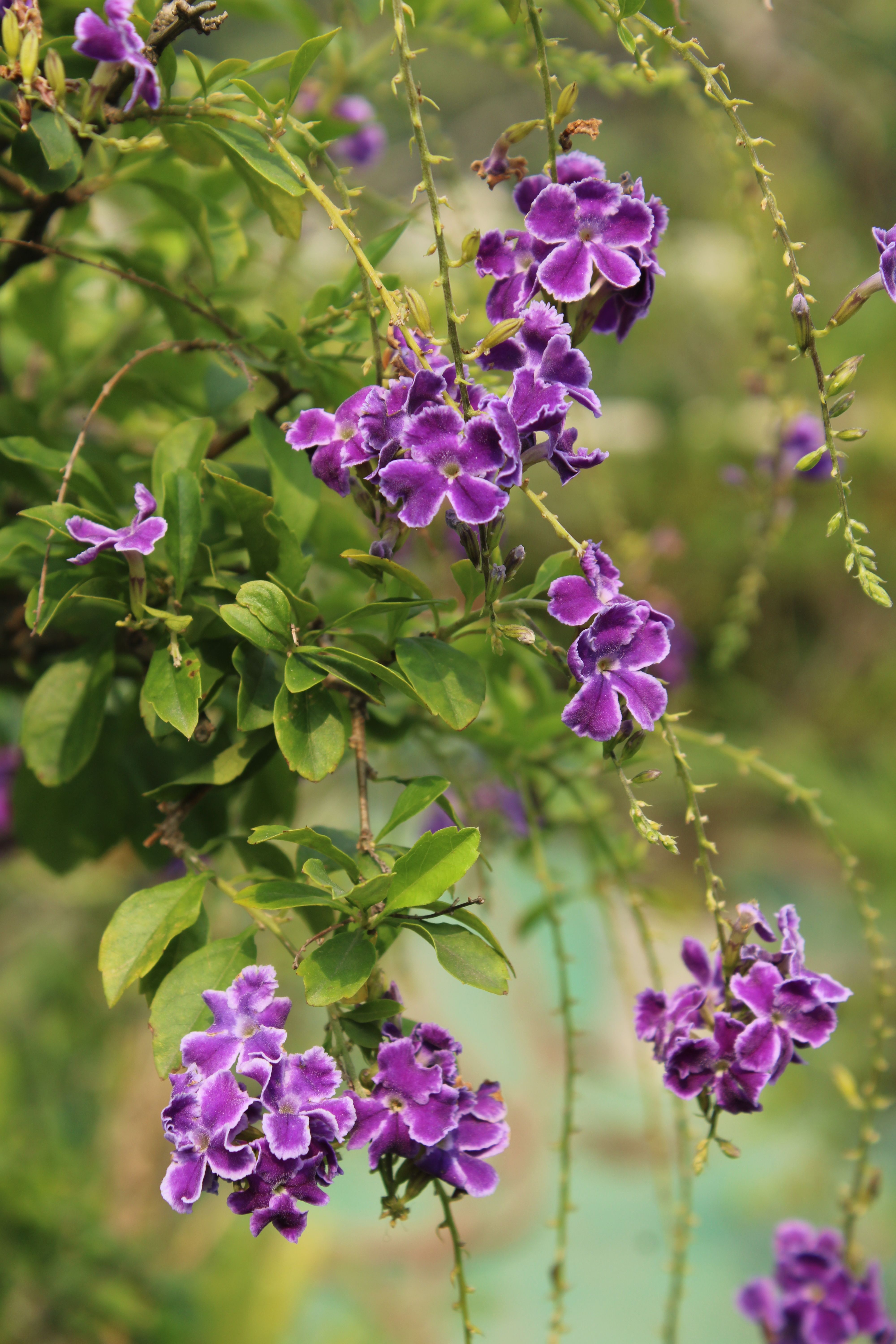 [ColoSach]-close-up-of-vibrant-purple-duranta-flowers-with-lush-green-leaves-in-a-garden.