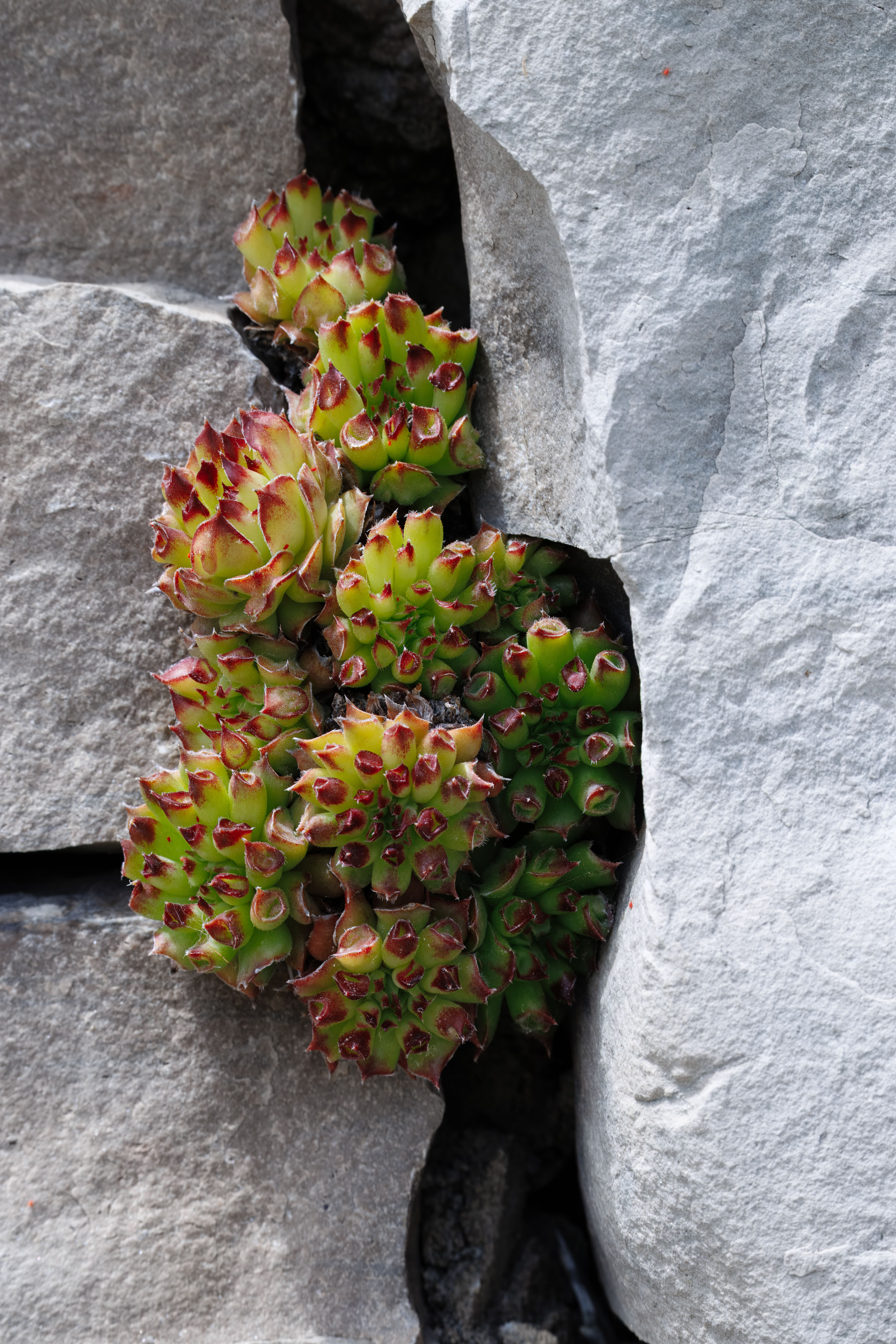 crevice garden planted close up UK alpines