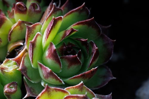 Free Vibrant close-up of green and red succulent plant showcasing detailed leaf texture. Stock Photo
