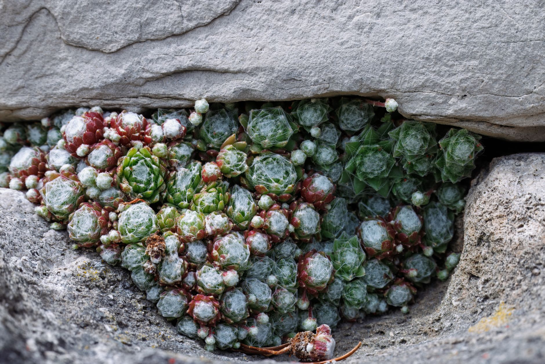 Creating Authentic Crevice Gardens: Building Vertical Rock Habitats for True Alpines and Drought-Tolerant Miniatures