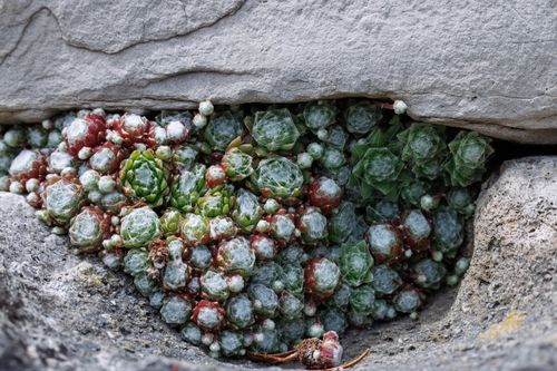 Free Cluster of sempervivum succulents nestled in a rocky crevice, displaying vibrant colors. Stock Photo