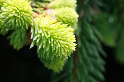 young pine needles fresh green