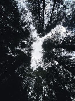 Looking up at tall forest trees with sky visible, creating a natural canopy effect.