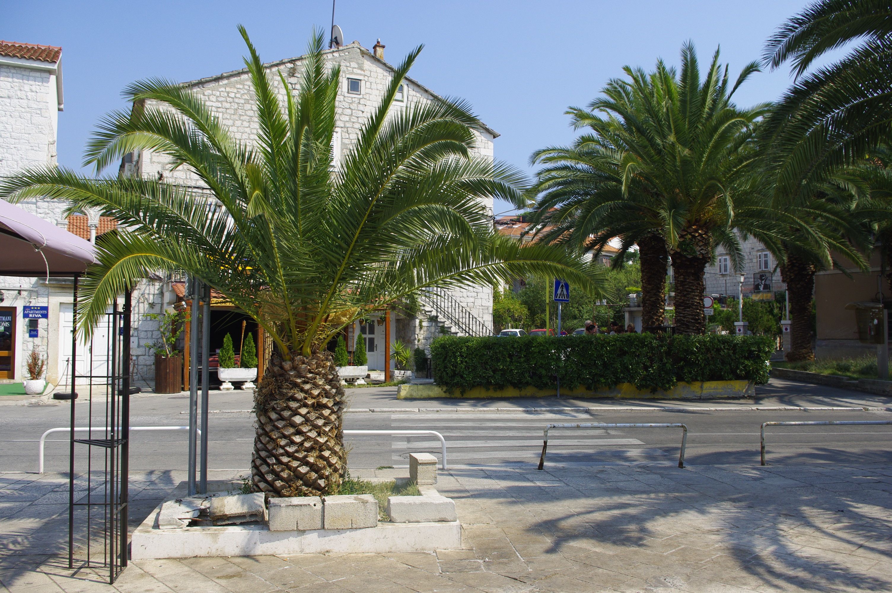 Explore the scenic palm-lined streets of Trogir, Croatia on a sunny day.