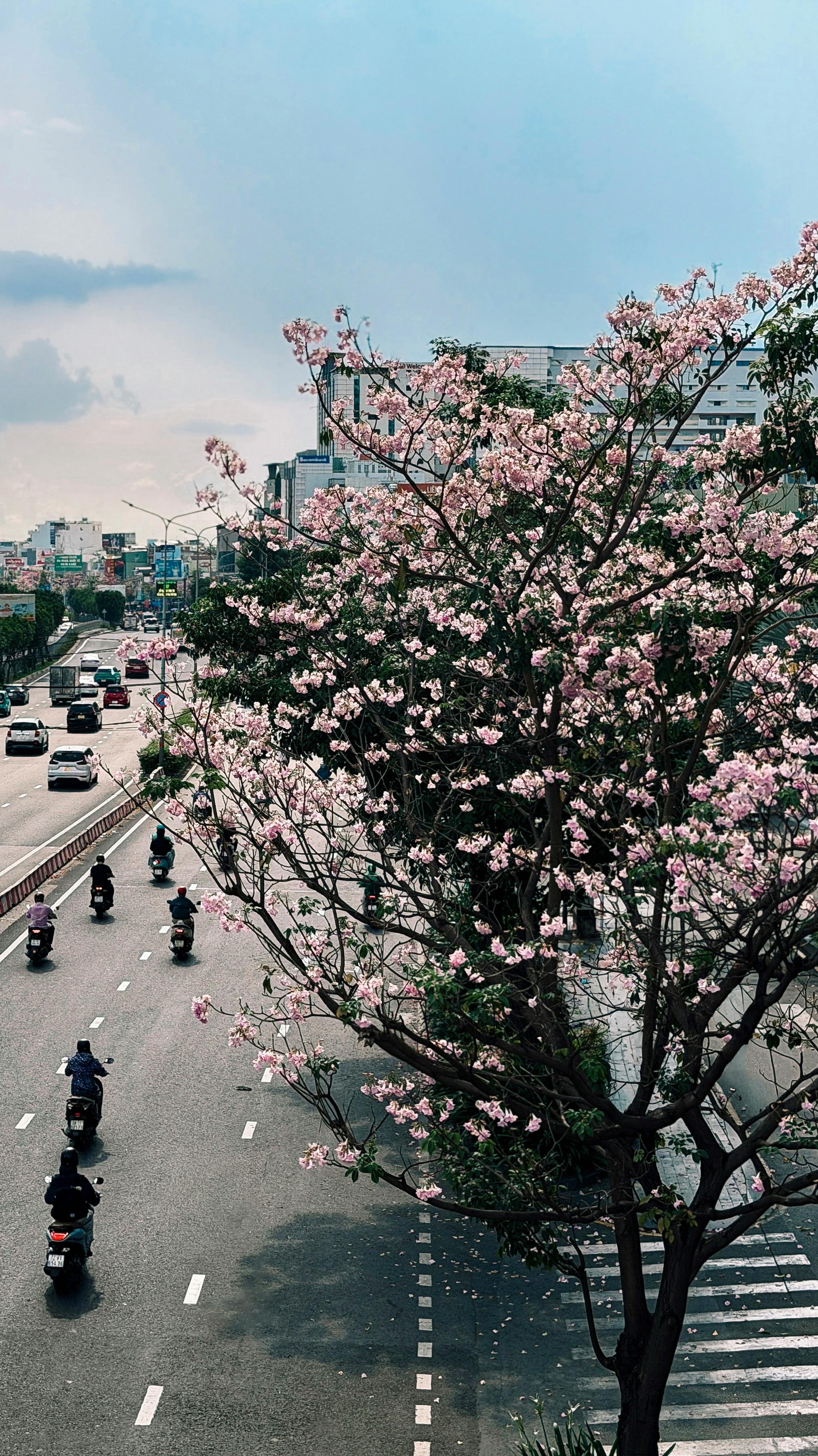 A vibrant cherry blossom tree in full bloom overlooks a busy street in Ho Chi Minh City, Vietnam.