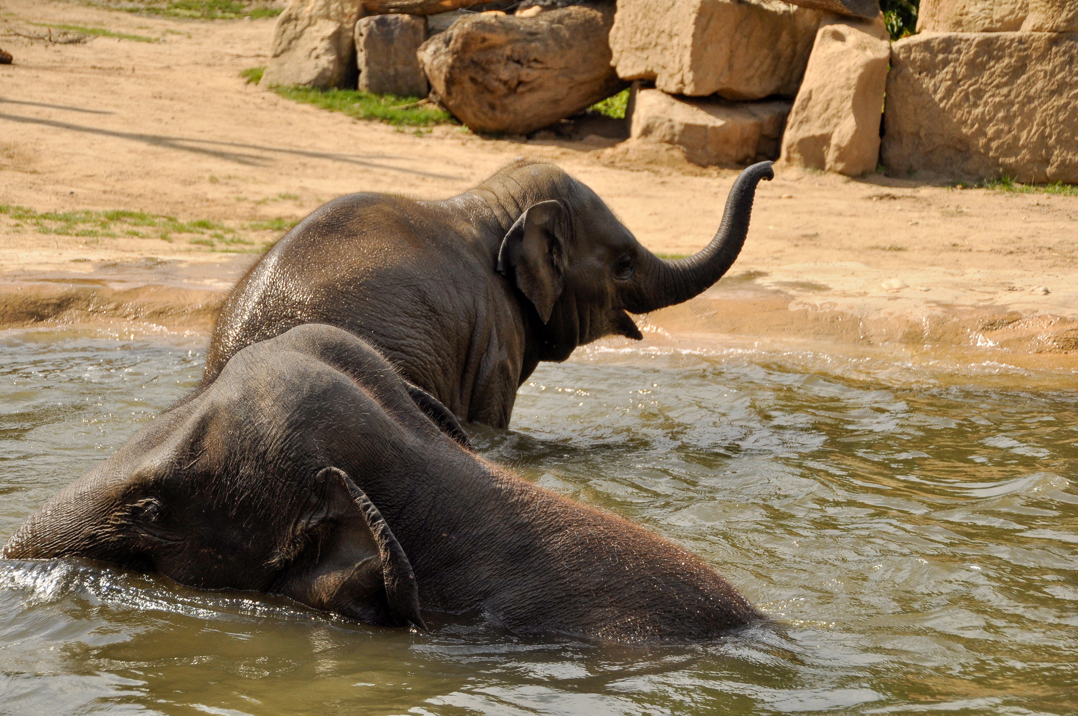 Asian elephants enjoying a refreshing bath at Prague Zoo on a sunny day.