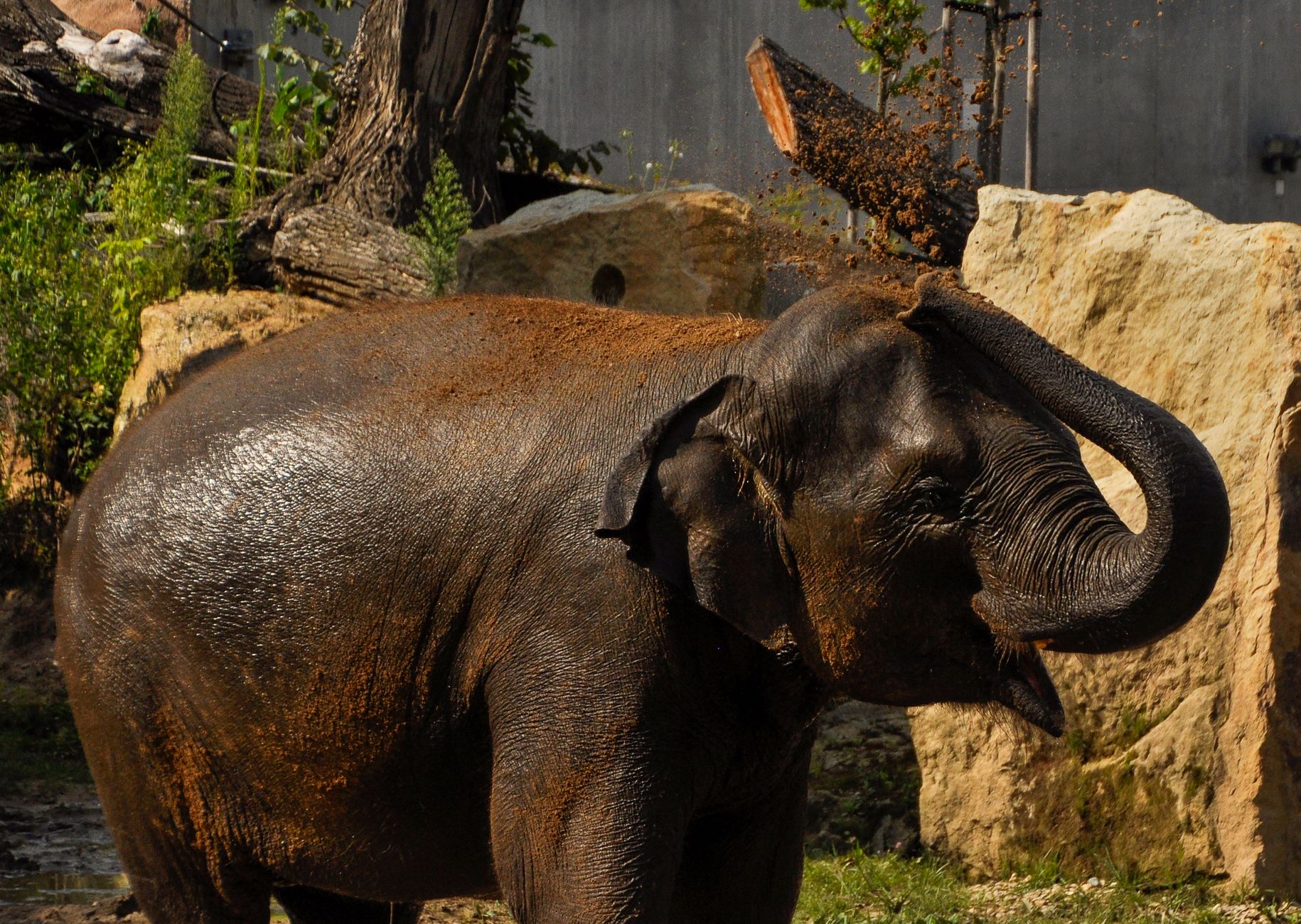 The elephants