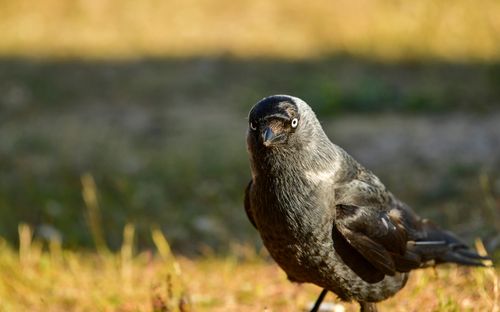Free Stunning portrait of a Western Jackdaw showcasing its intelligent gaze in Hanko, Finland. Stock Photo