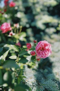A vibrant close-up of pink roses blooming in Talgar, Kazakhstan garden during summer.