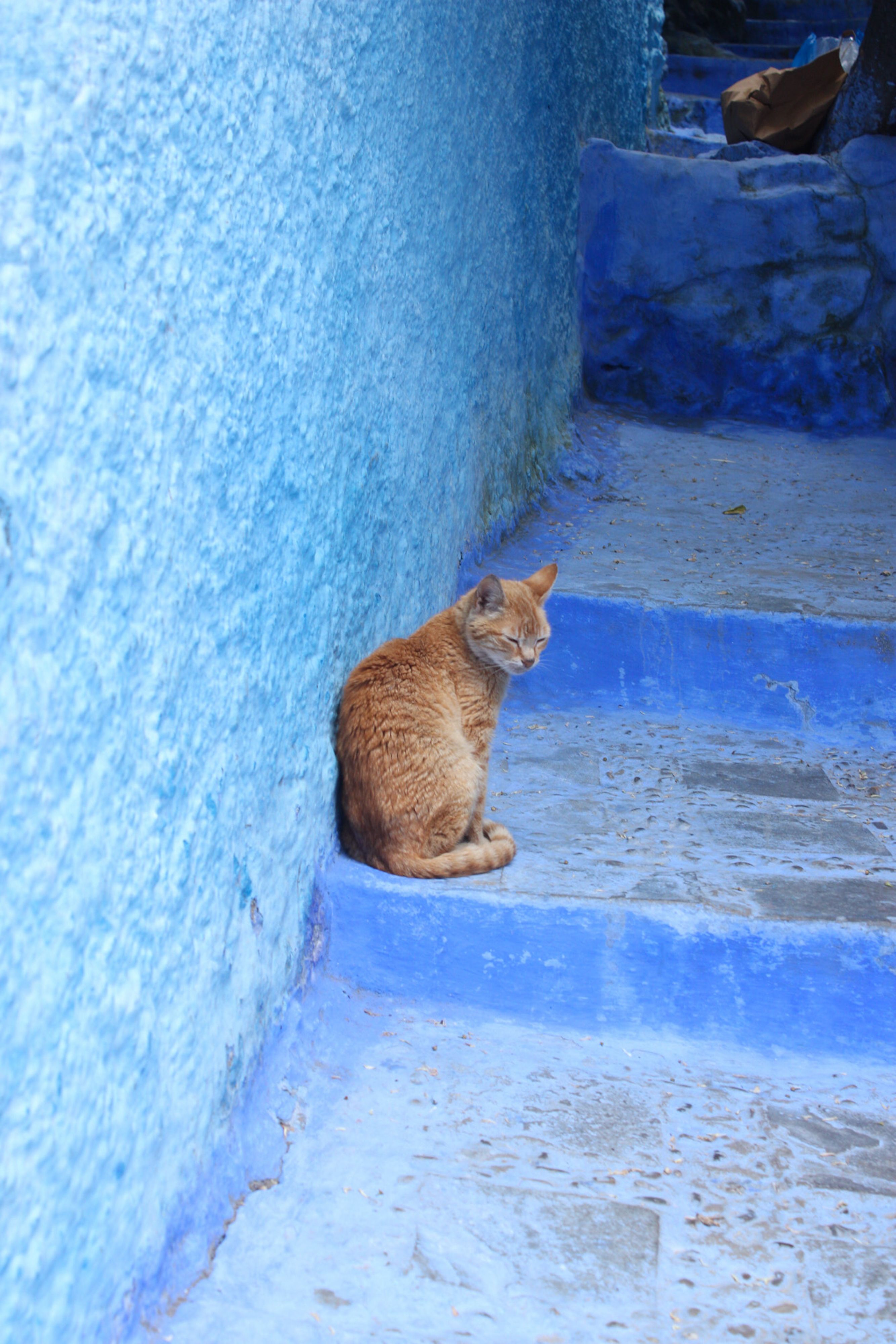 Δωρεάν στοκ φωτογραφιών με casual, chefchaouen, Tanger-Tétouan-Al Hoceïma Φωτογραφία από στοκ φωτογραφιών