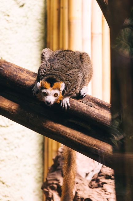 A brown lemur resting on a wooden beam indoors, showcasing its inquisitive nature.