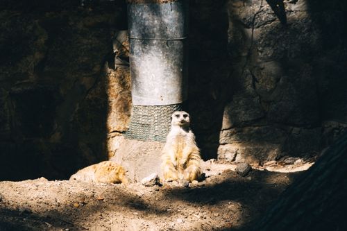 Free A meerkat enjoys a sunny spot in its zoo habitat, showcasing natural behavior and habitat. Stock Photo
