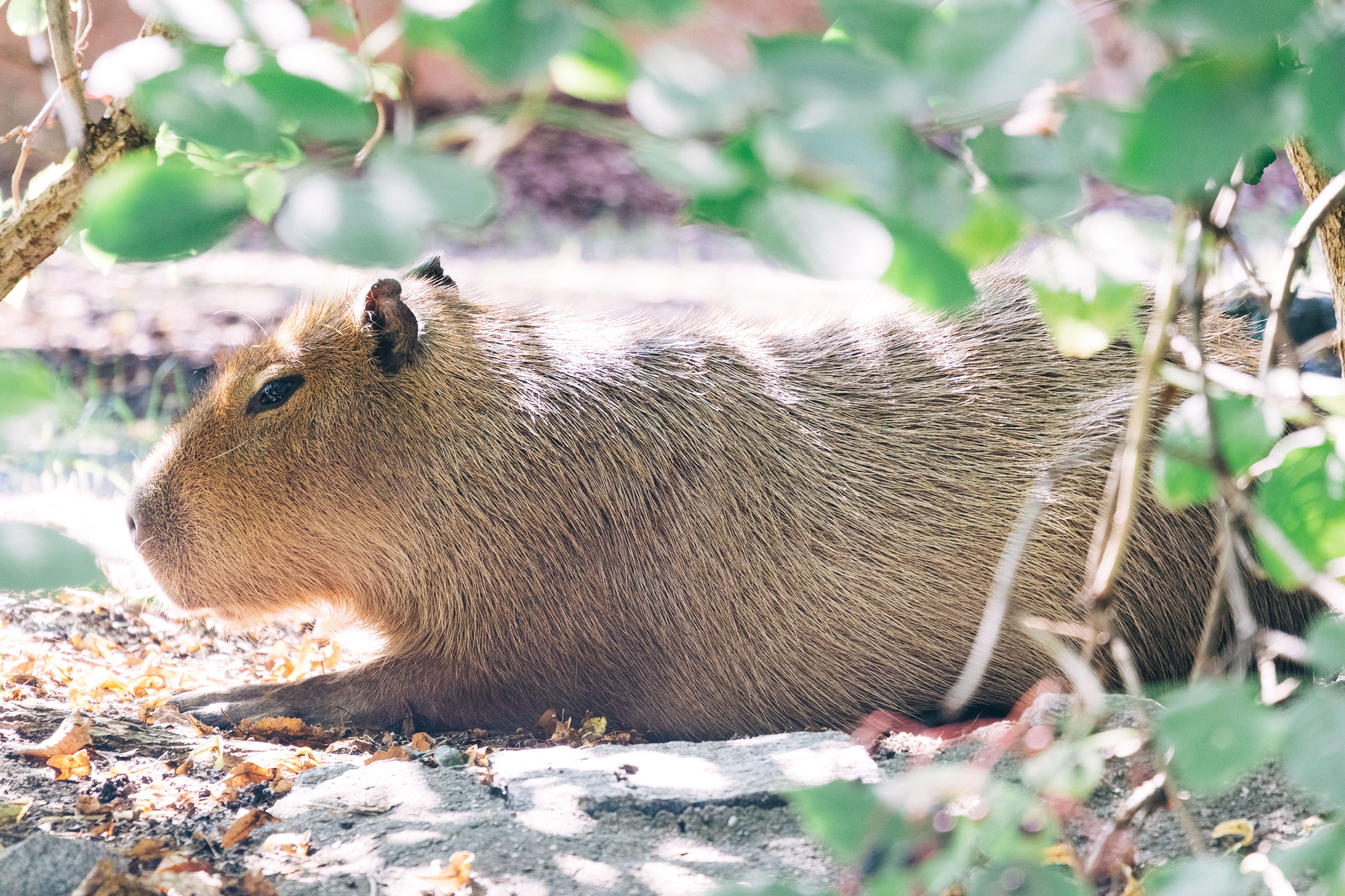 Are capybara endangered? - The Institute for Environmental Research and ...