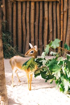 Portrait of a dik-dik antelope surrounded by foliage in a natural wooden enclosure.