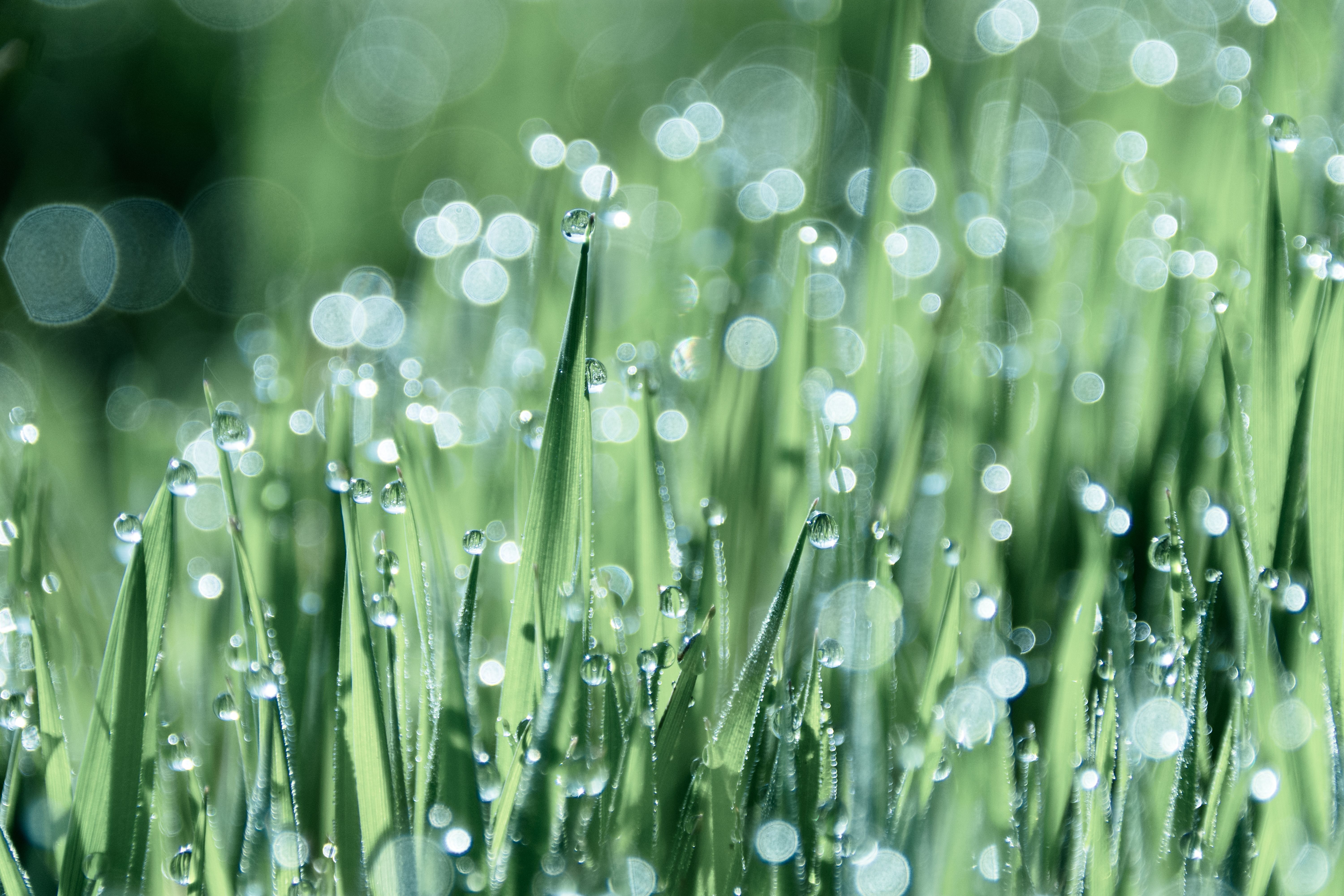 Close-Up of Dew on Grass with Bokeh Effect · Free Stock Photo