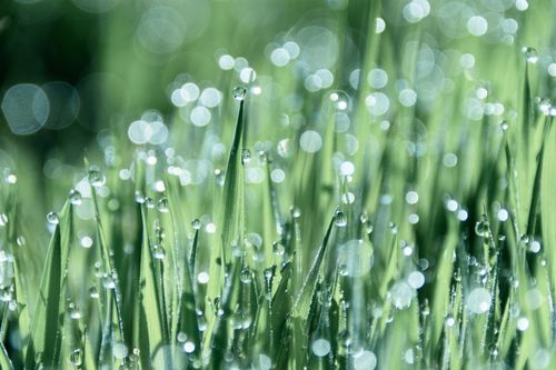 Free Fresh morning dew on green grass with a beautiful bokeh effect, capturing nature's elegance. Stock Photo
