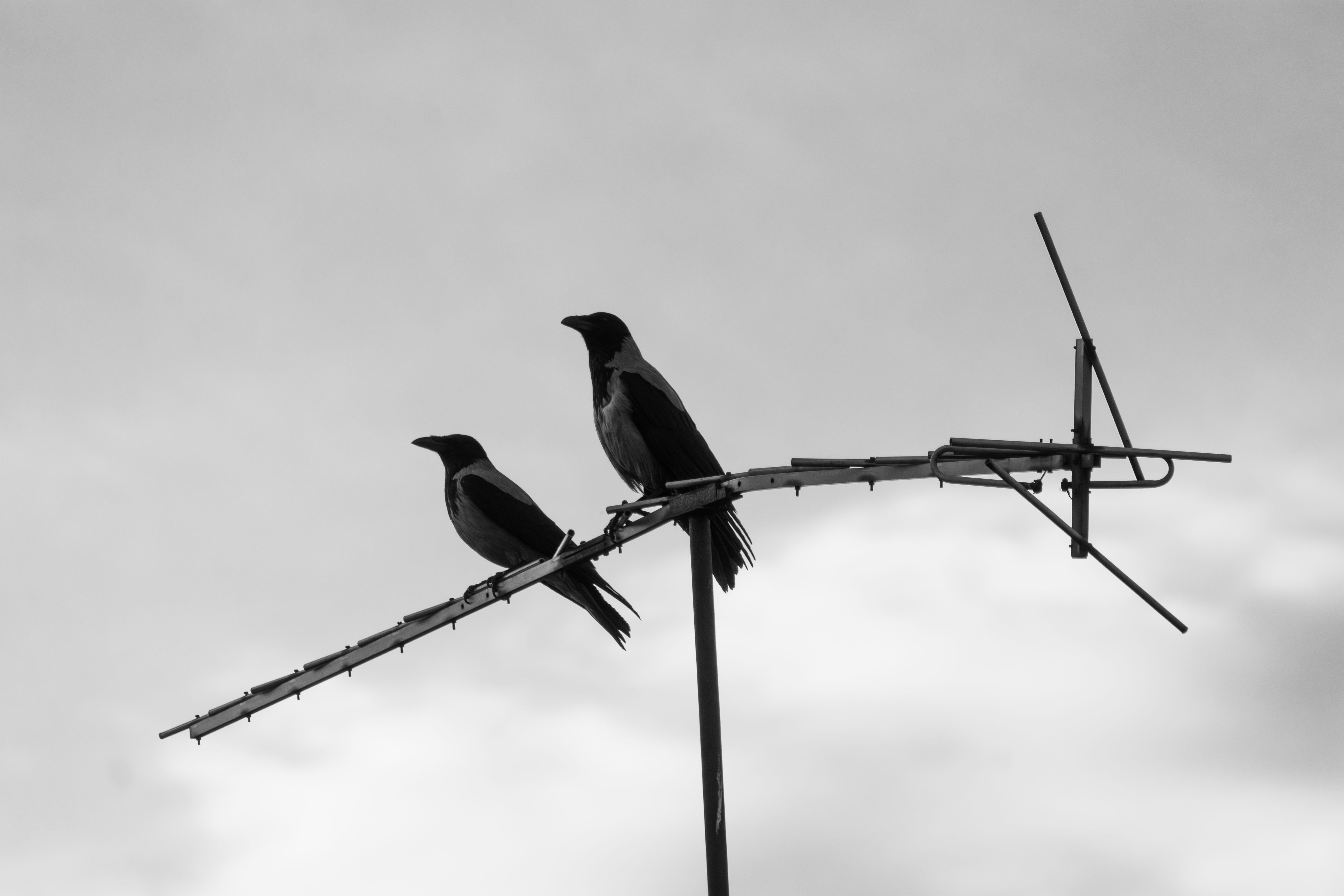 Two birds silhouetted against a cloudy sky perched on a TV antenna.