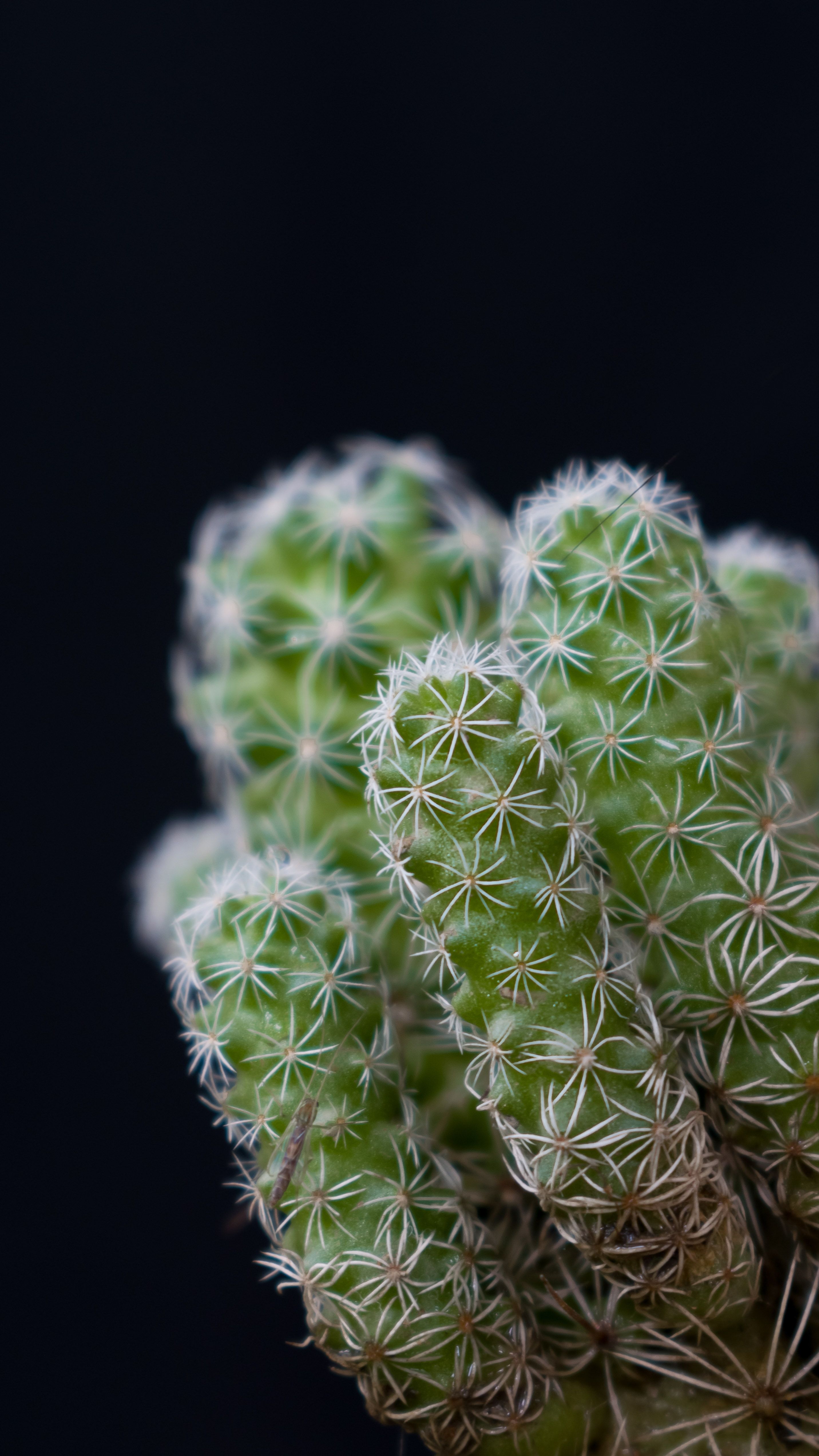 10.000+ Fotos y Imgenes de Cactus del desierto Gratis  Banco de Fotos  Gratis