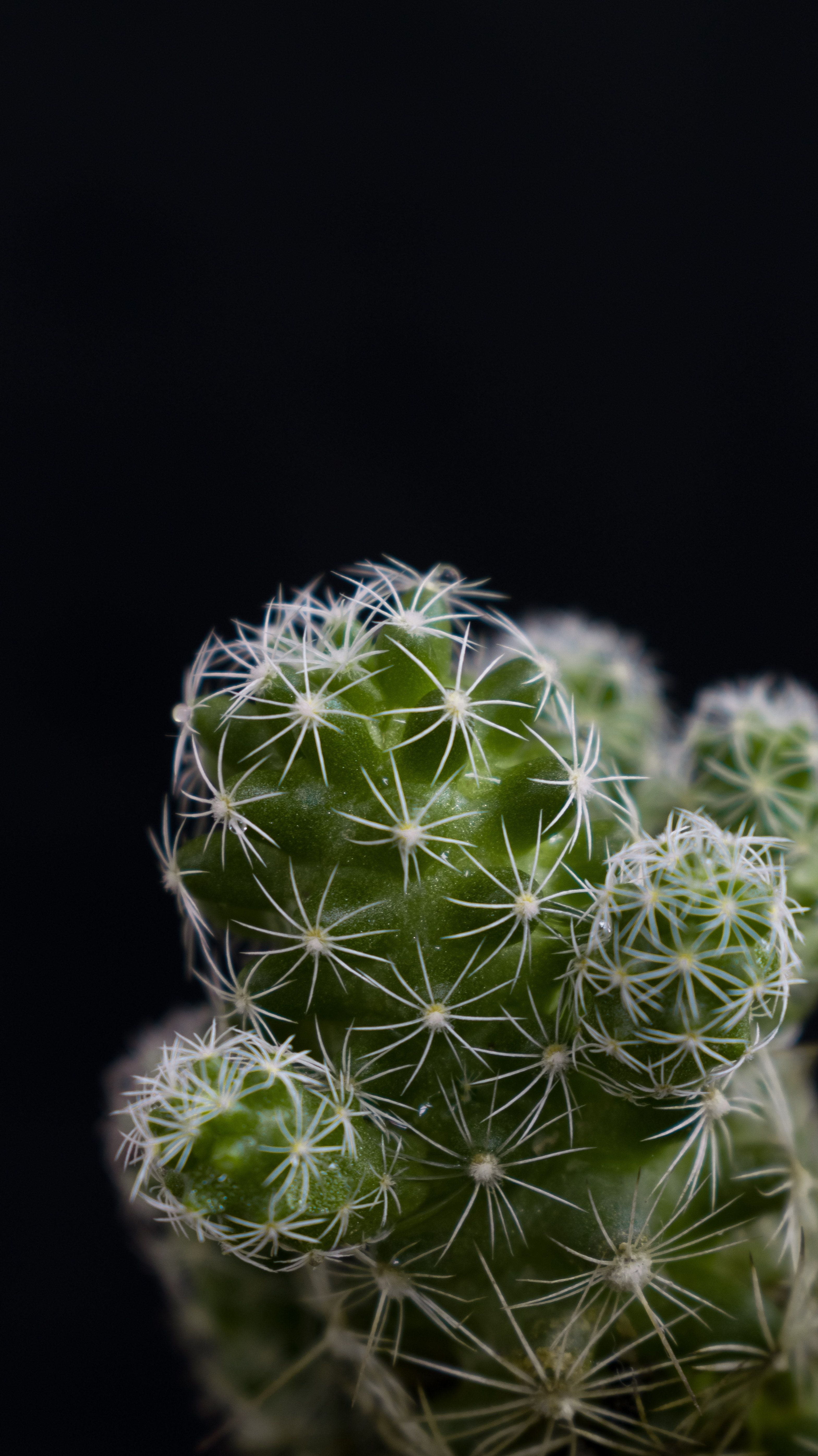 coral cactus plant care 6
