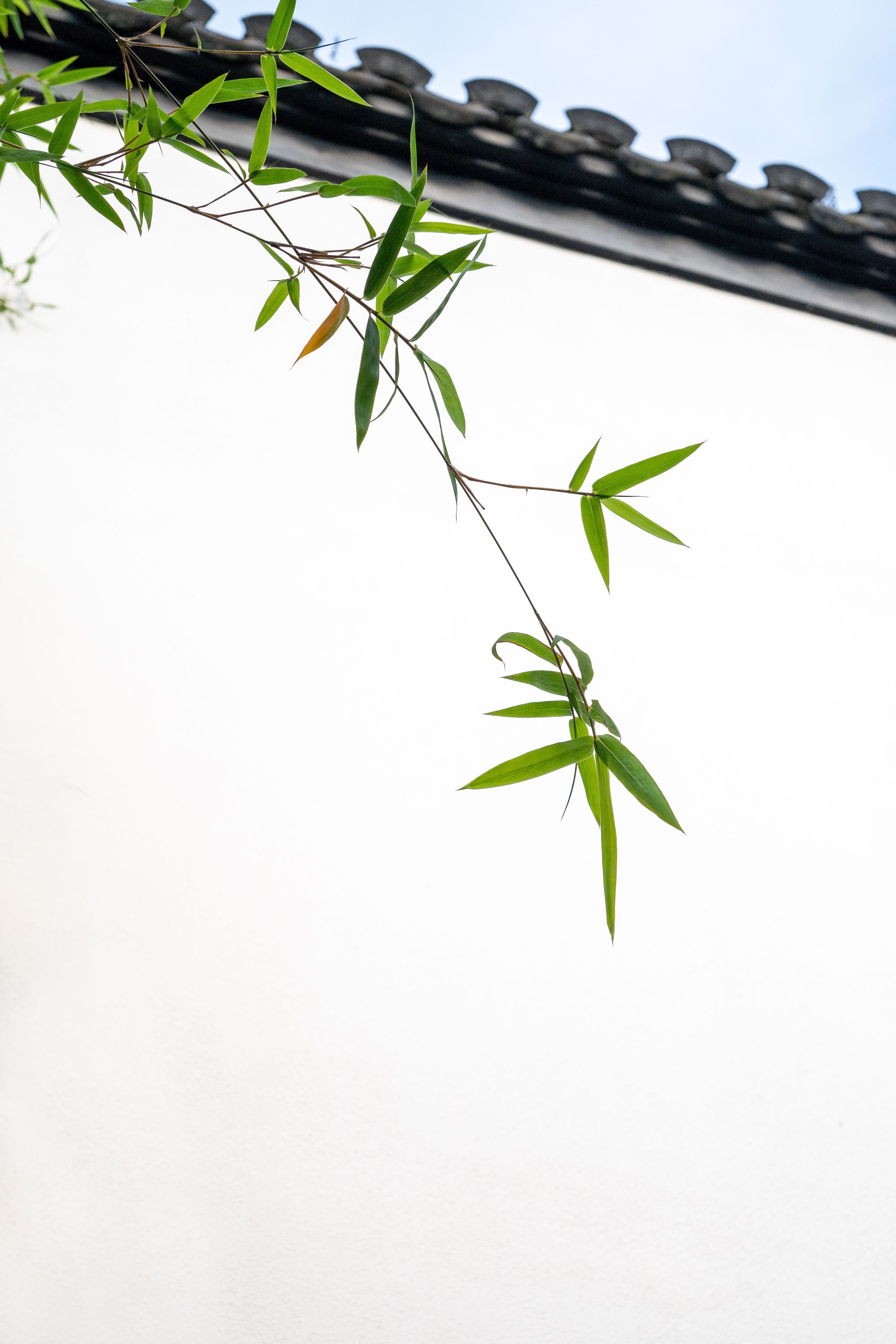 Serene bamboo branches against classic Chinese roof, symbolizing tranquility and elegance.