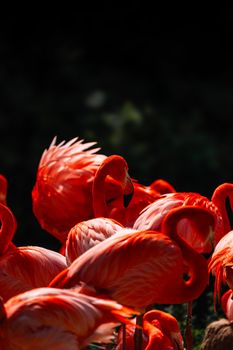 flamingo photo