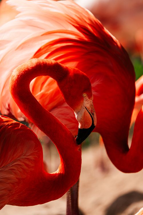 Free Stunning close-up of vibrant American flamingos displaying vivid orange plumage in natural light. Stock Photo