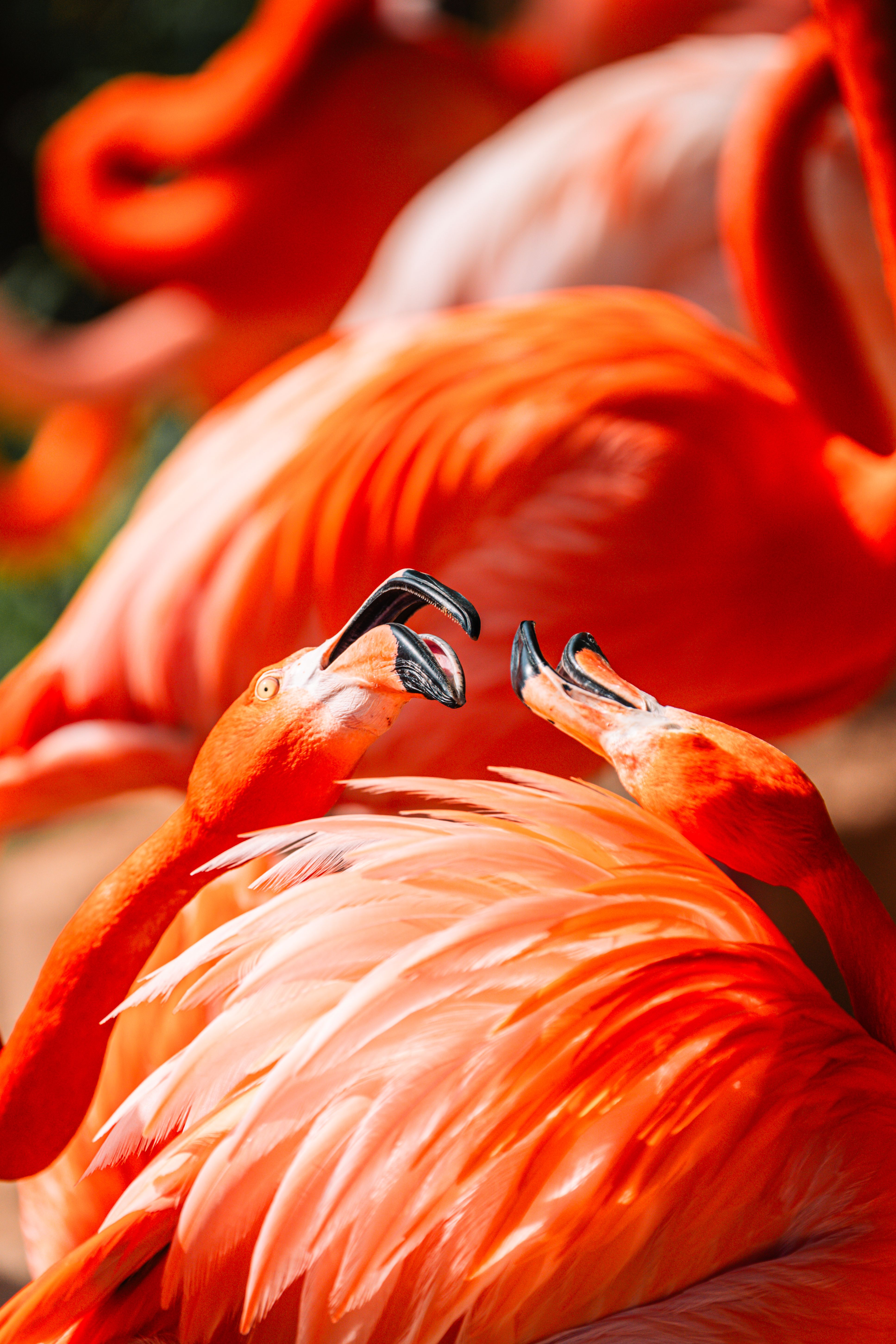 Two Flamingos with Open Beaks · Free Stock Photo