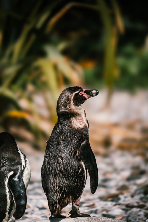 Free Humboldt Penguin stands on pebbled ground with blurred greenery in the background. Stock Photo