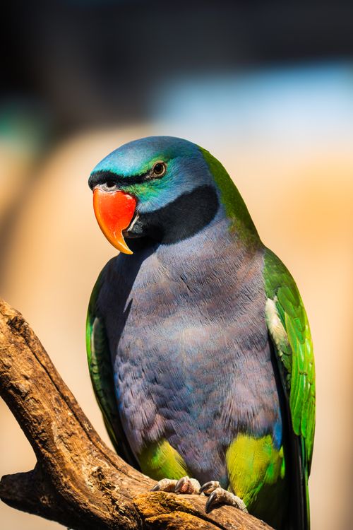 Free Detailed shot of a colorful Alexandrine parakeet perched on a branch. Stock Photo