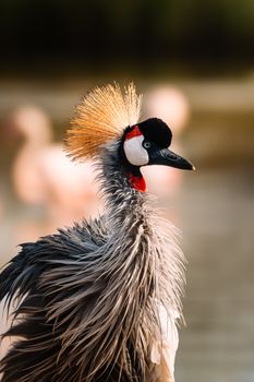 bird photo