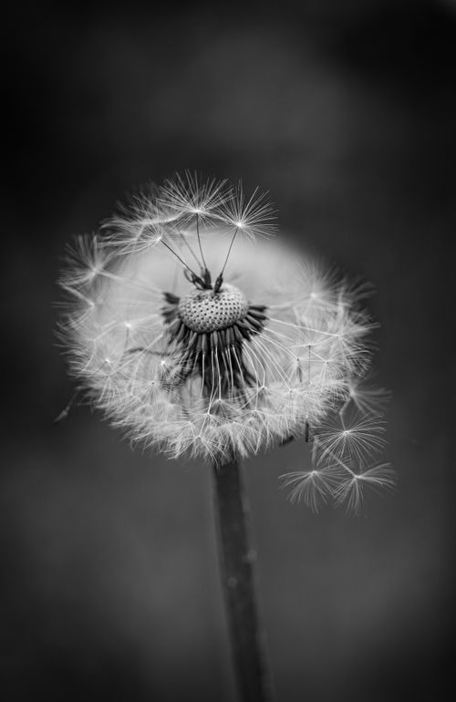 Free Monochrome shot capturing a dandelion with seeds blowing away. Stock Photo