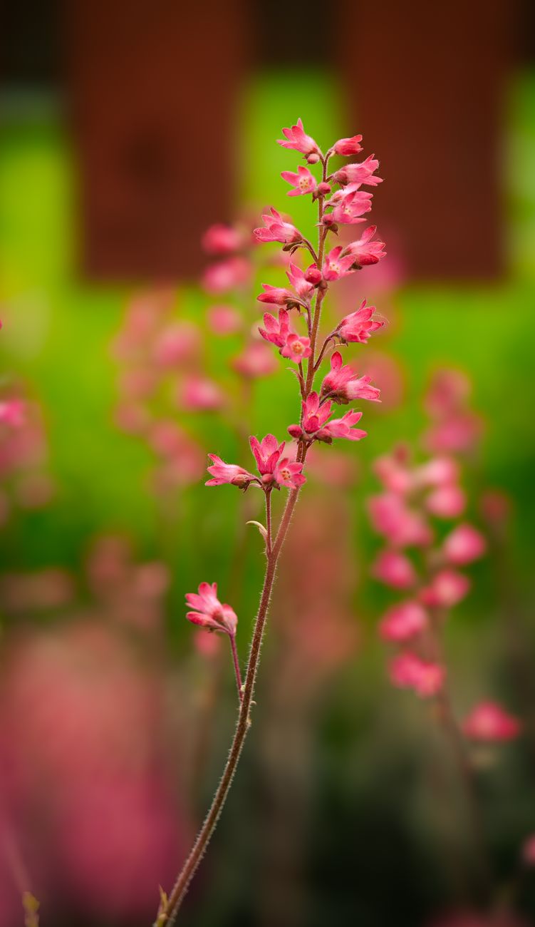 Vibrant pink Heuchera flowers in full bloom, captured with a shallow depth of field against a lush green background.. pexels,