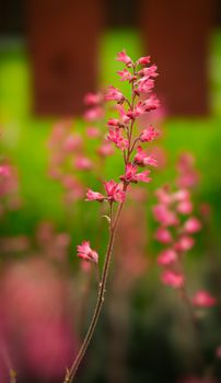 Vibrant pink Heuchera flowers in full bloom, captured with a shallow depth of field against a lush green background.. pexels,