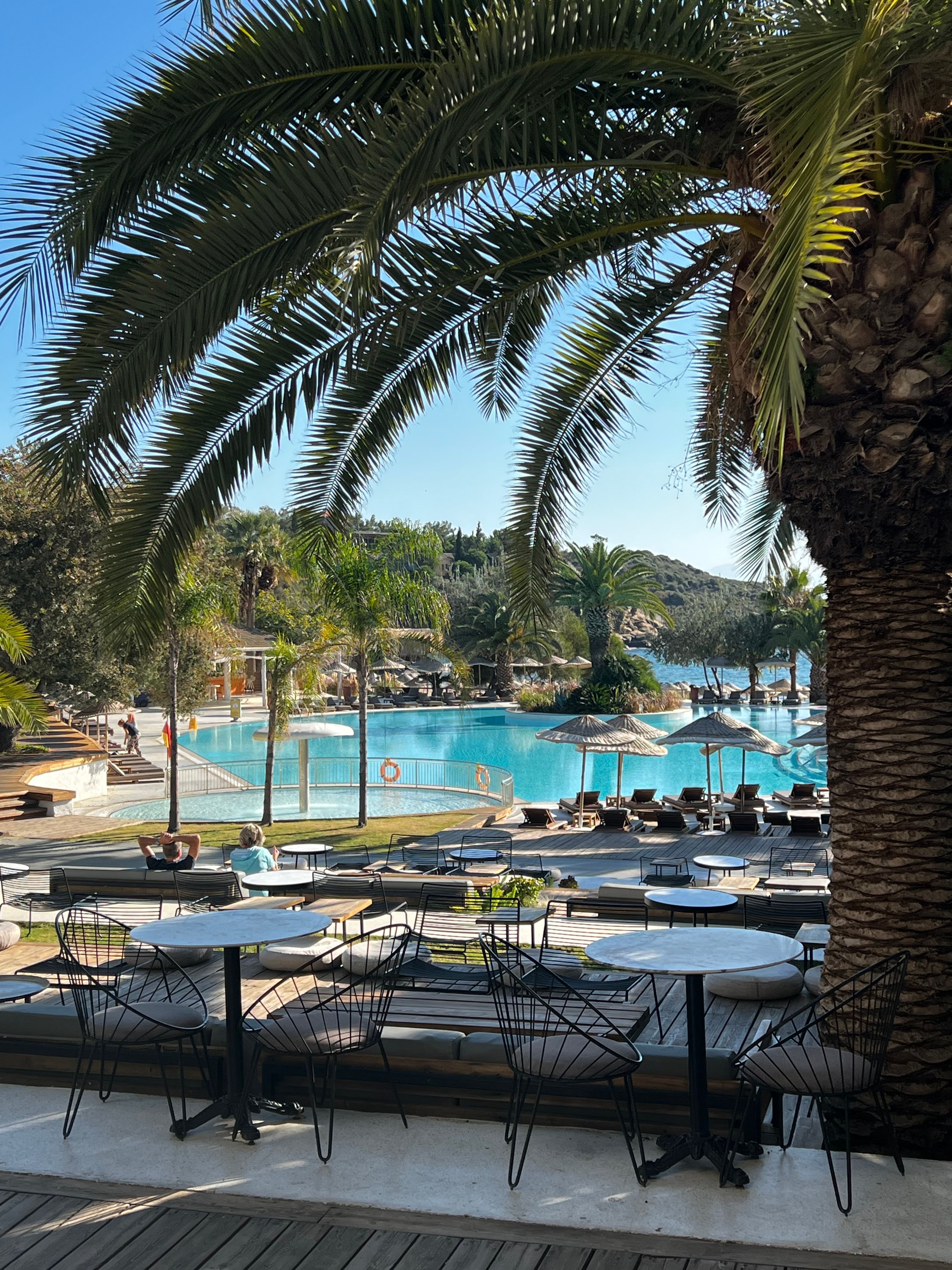 Tropical Resort Poolside with Palm Trees · Free Stock Photo