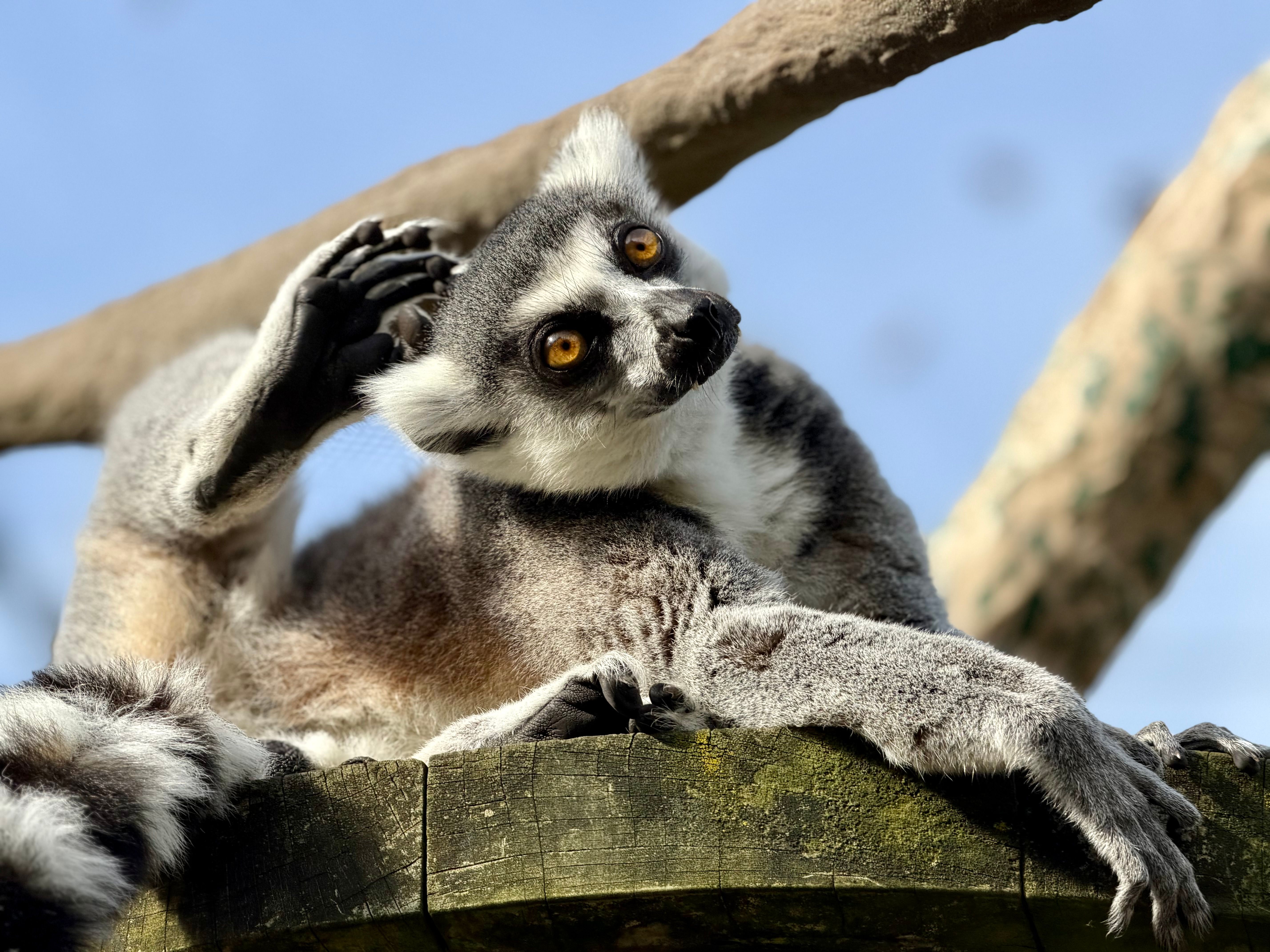 Incontri ravvicinati con i lemuri