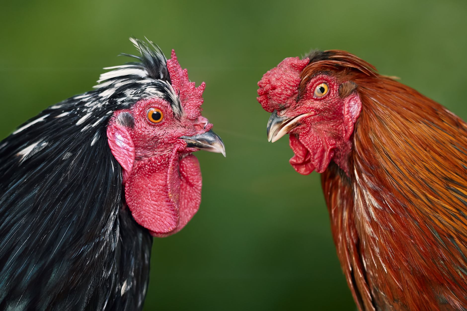 Intense face-off between two roosters showcasing vibrant plumage on a green background.