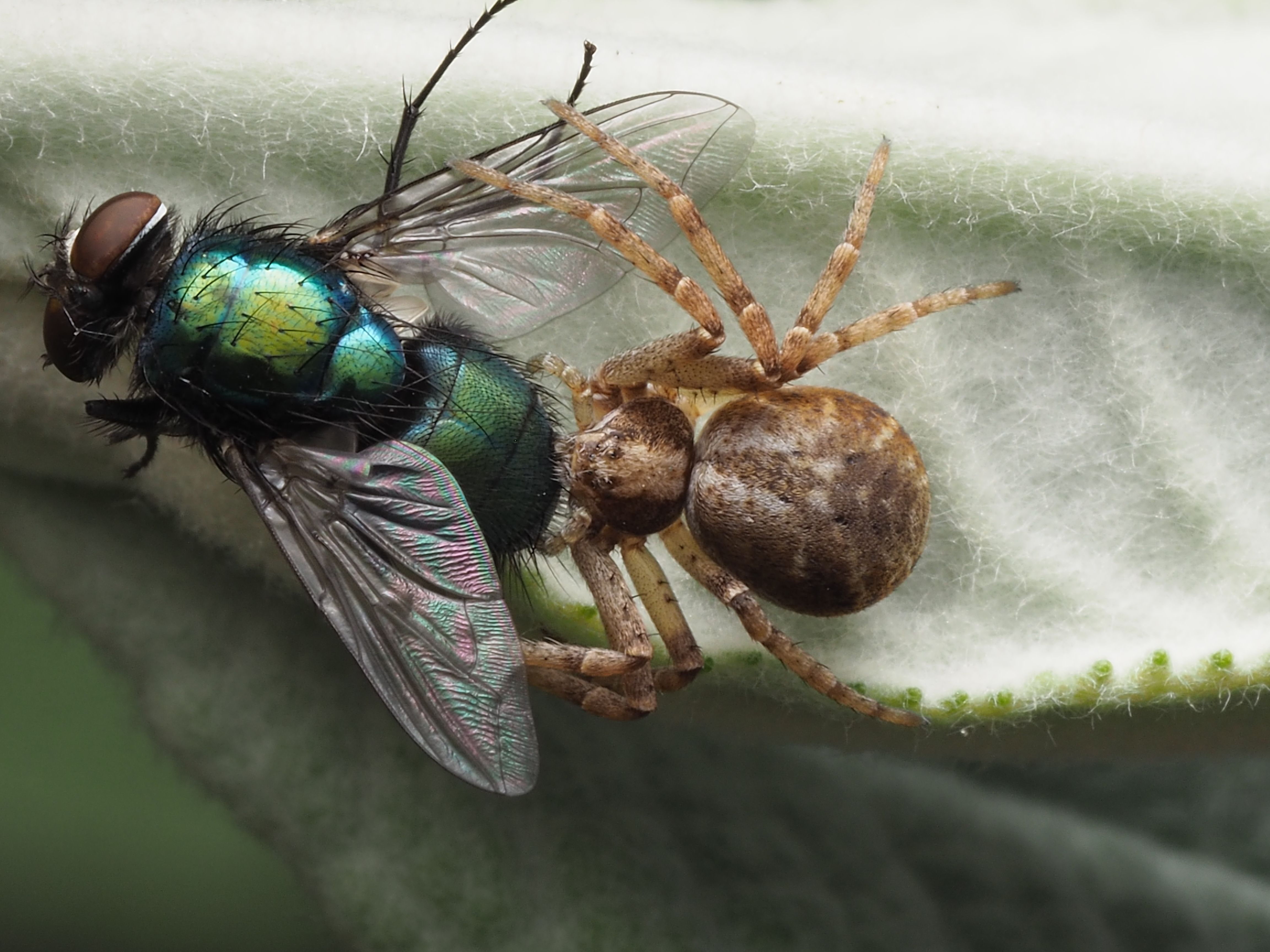 Our Expertise in Mosquito Control