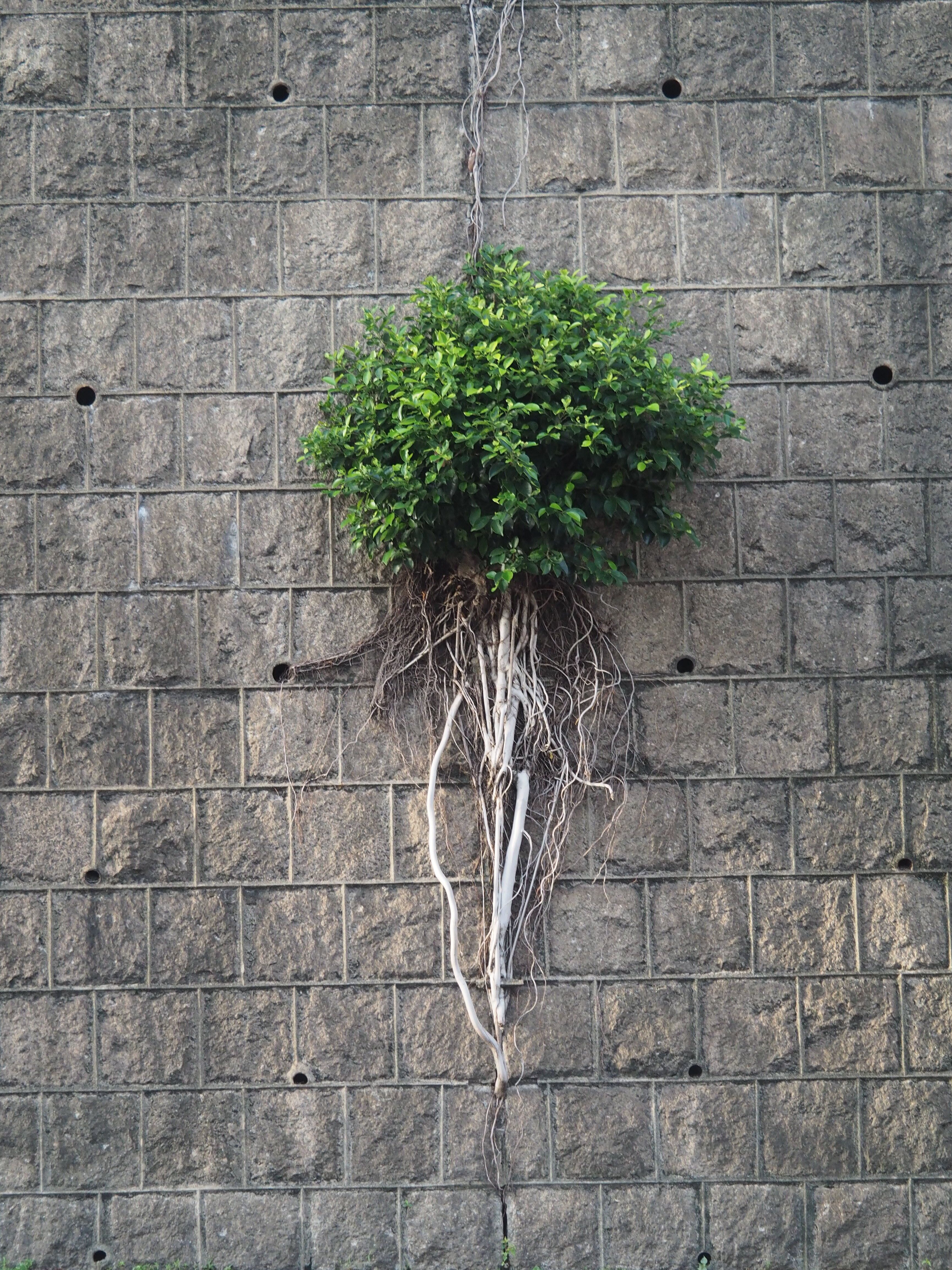 An intriguing tree grows directly from a wall in Hong Kong, displaying resilience and nature's adaptability.