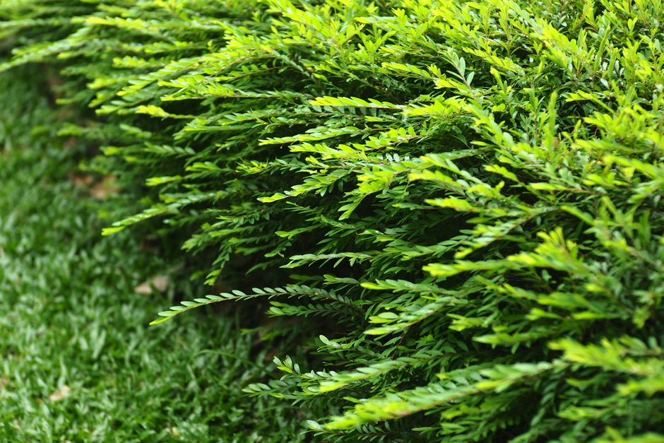 Dense green hedge in a residential garden — how do you grow a hedge in Surrey BC